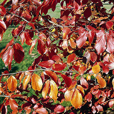 Parrotia persica clump 