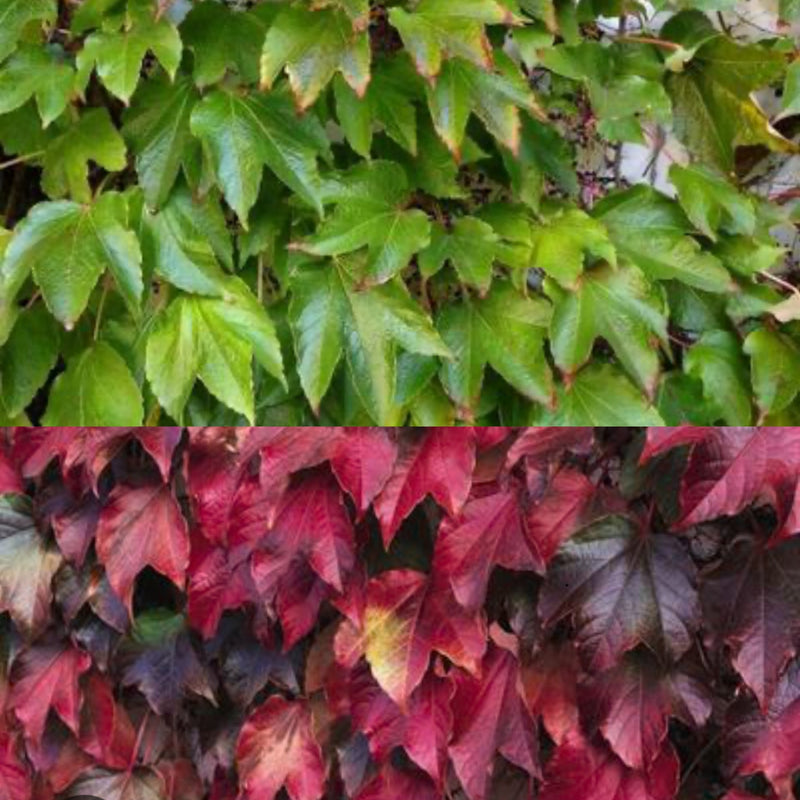 Parthenocissus t Robusta 