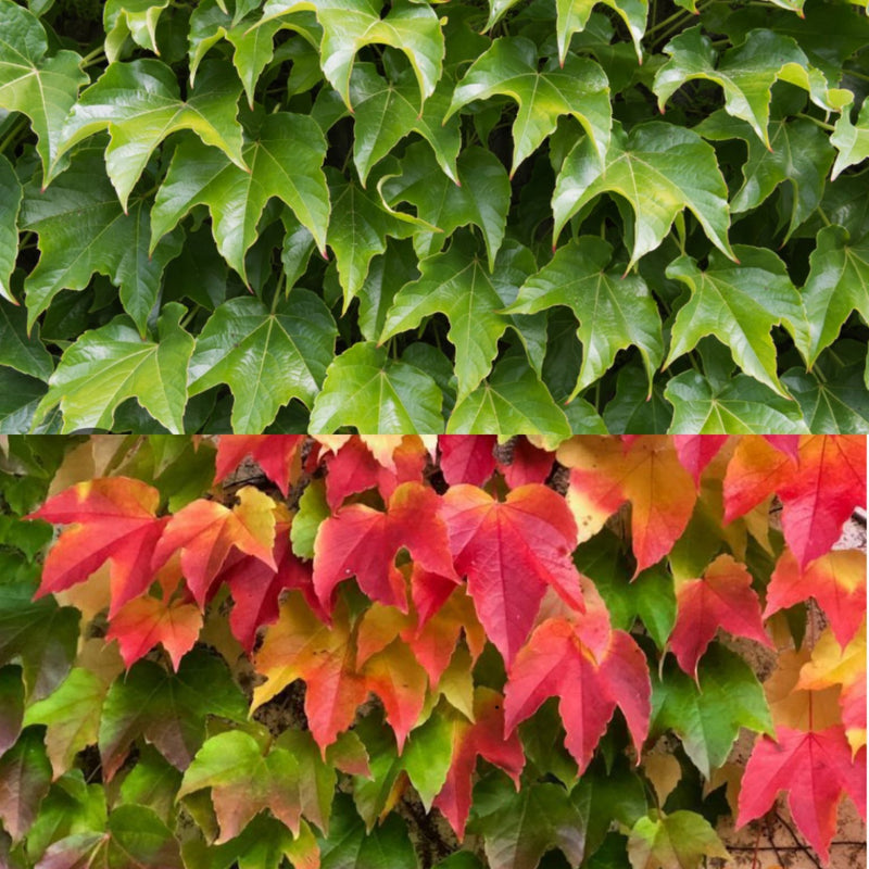 Parthenocissus tricuspidata 