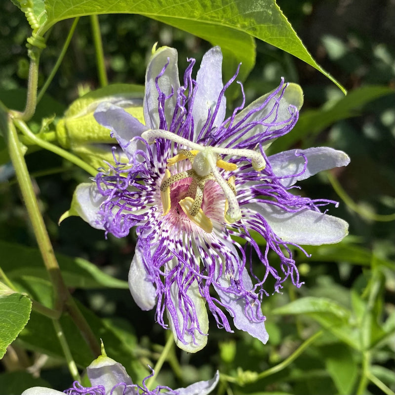 Passiflora inc Purple Passion Flower 