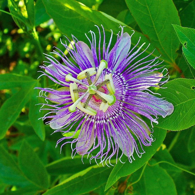 Passiflora inc Ammon&