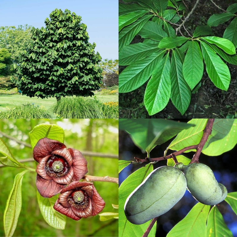 Fruit-Paw Paw-Select varieties 