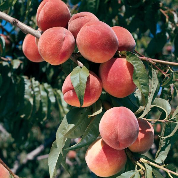Fruit-Peach-July Elberta Dwf 