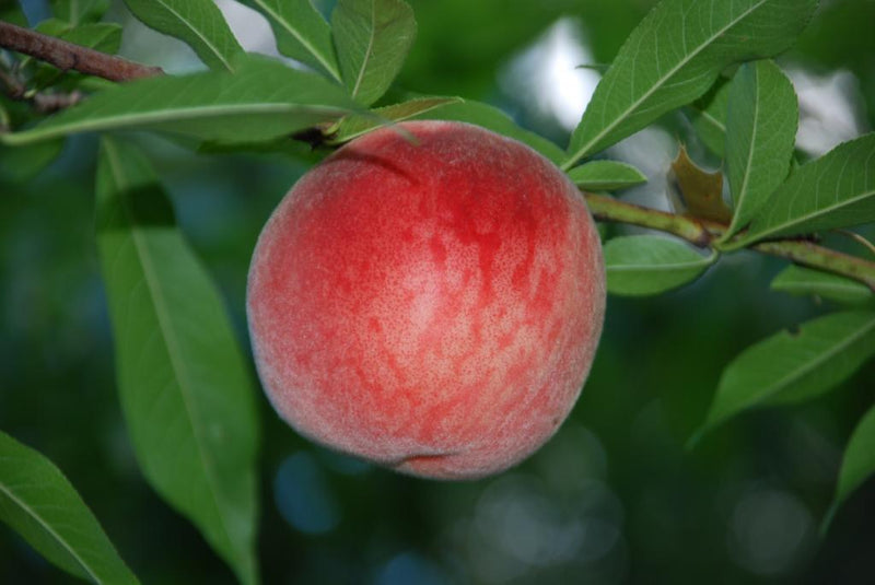 Fruit-Peach-Blushingstar dwf 