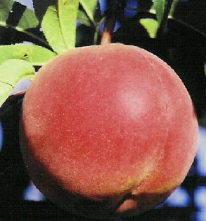 Fruit-Peach-Cresthaven Dwf 