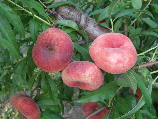 Fruit-Peach-Sweet Cap 