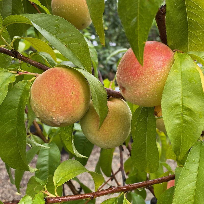 Fruit-Peach-Contender dwf 