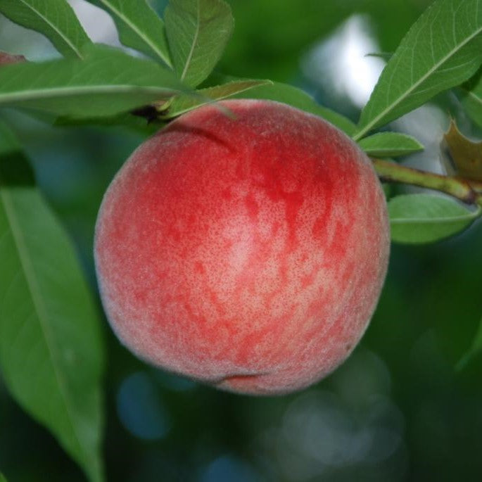 Fruit-Peach-Blushingstar dwf 