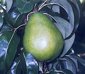 Fruit-Pear-Anjou Dwf 