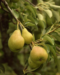 Fruit-Pear-Bartlett Dwf 