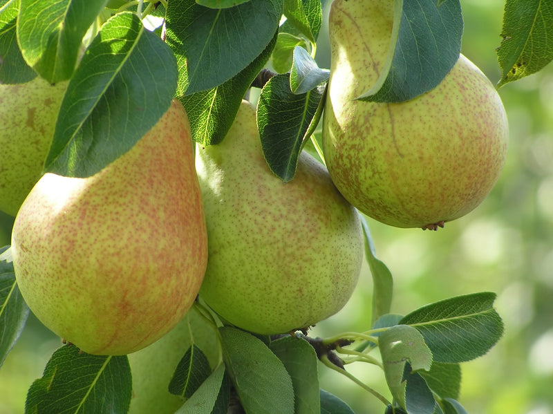 Fruit-Pear-Comice dwf 