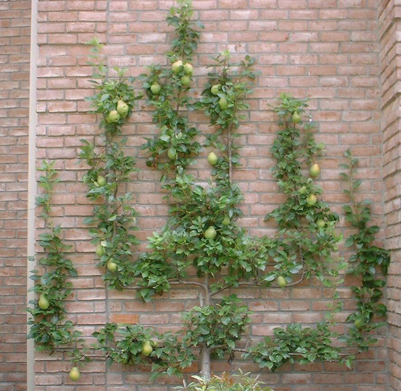 Fruit-Pear-espalier European 3 tier 