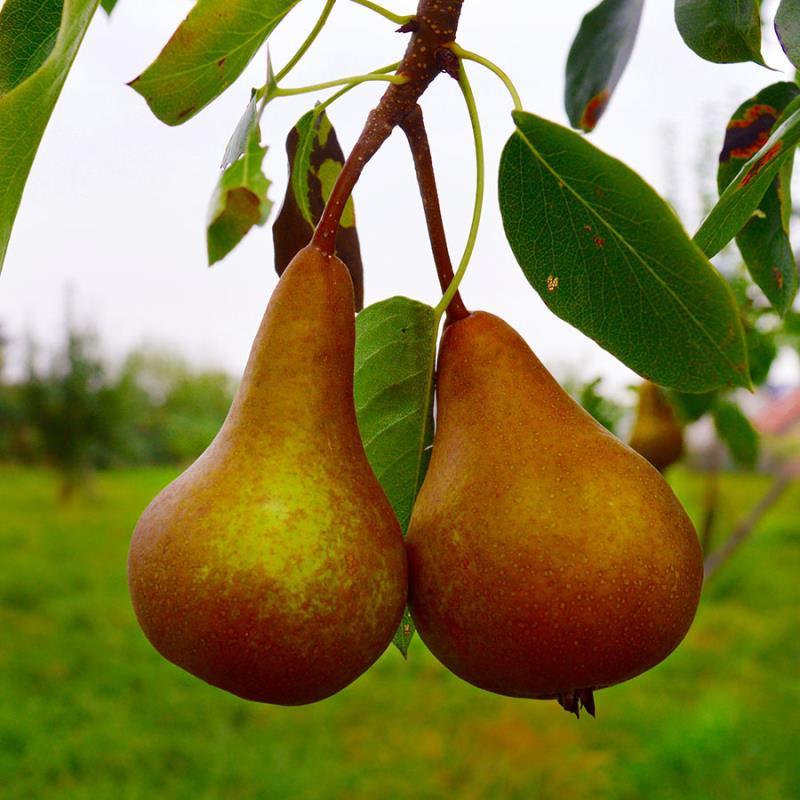 Fruit-Pear-Golden Russett Bosc 