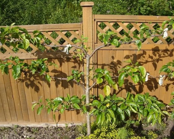 Fruit-Pear-espalier Asian 3 tier 