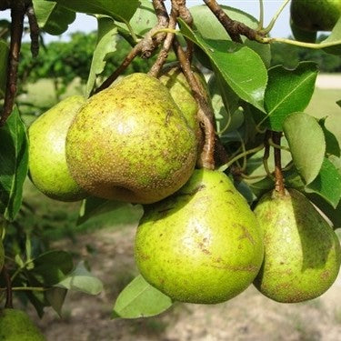 Fruit-Pear-Orient 