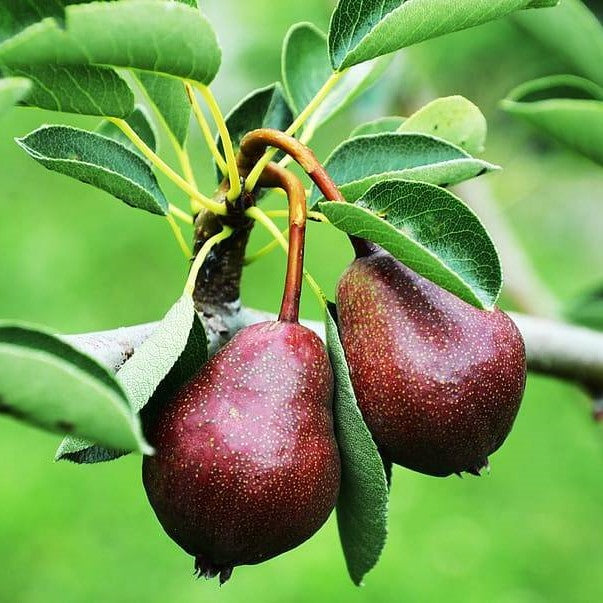 Fruit-Pear-Red Anjou dwf 