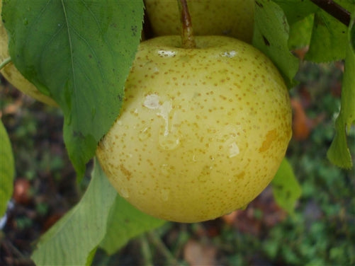 Fruit-Pear-Shinseiki Asian Dwf 