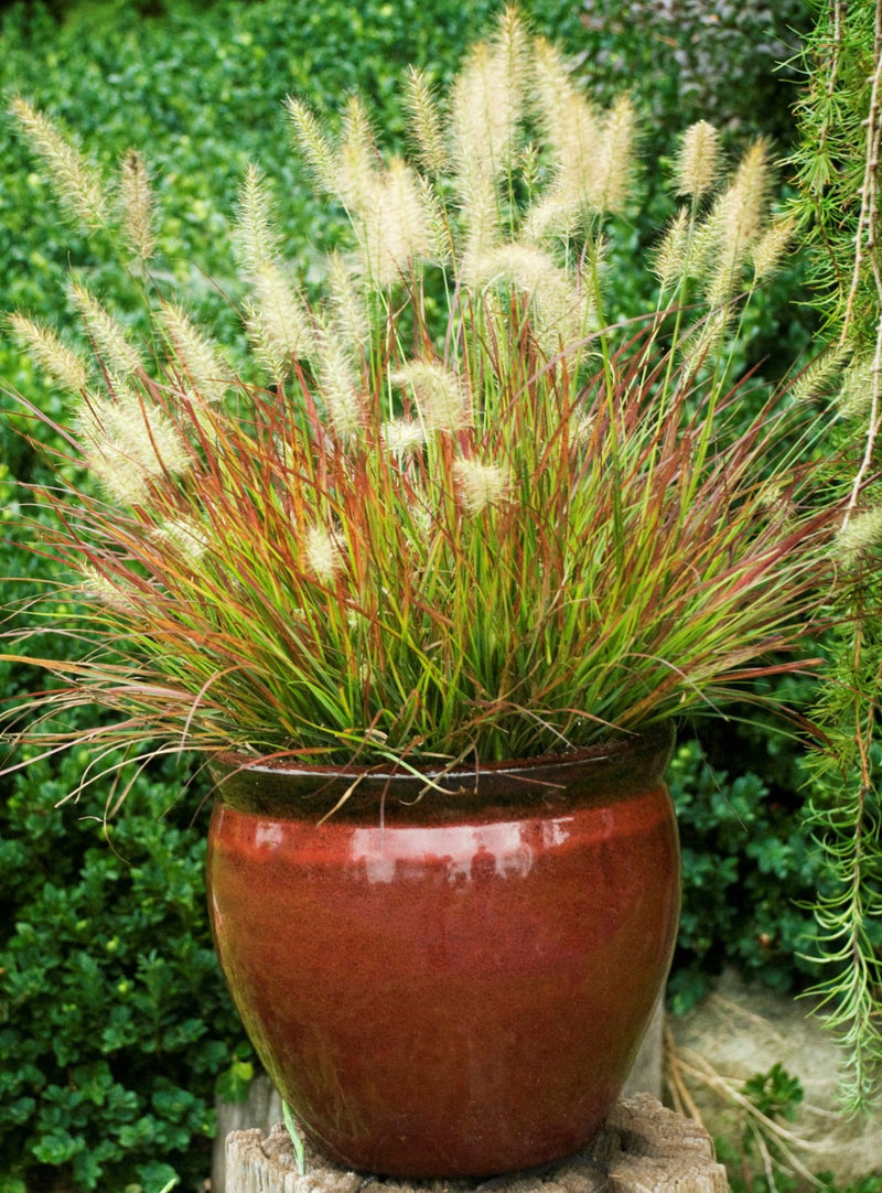 Pennisetum a Burgundy Bunny 