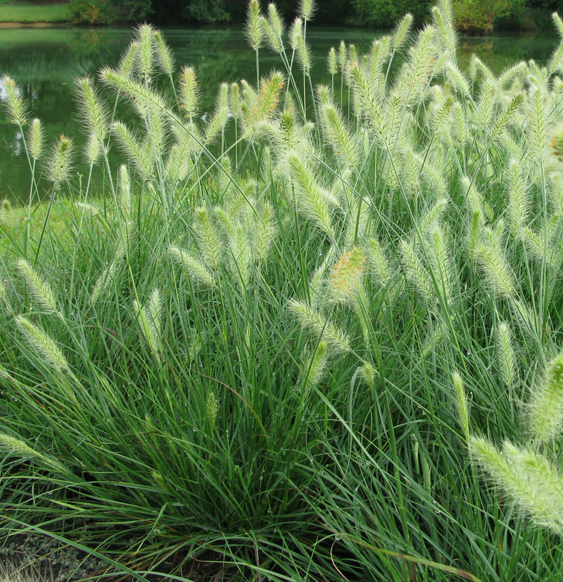 Pennisetum a Hameln 