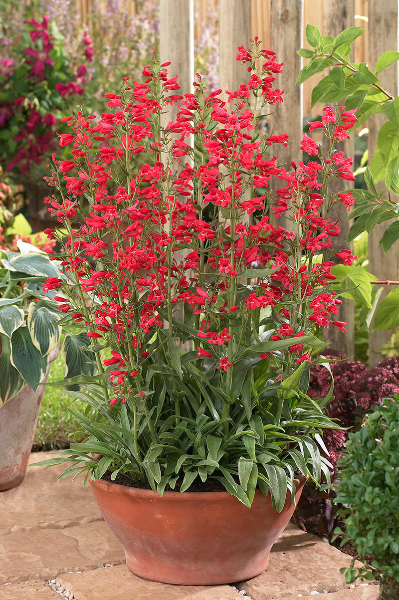 Penstemon Red Riding Hood 