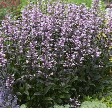 Penstemon Blackbeard 