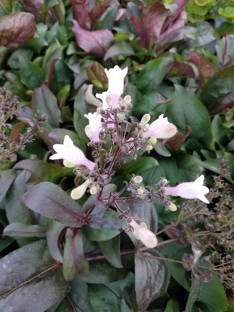 Penstemon DAKOTA™ Burgundy 