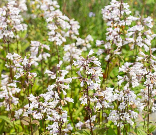 Penstemon digitalis 