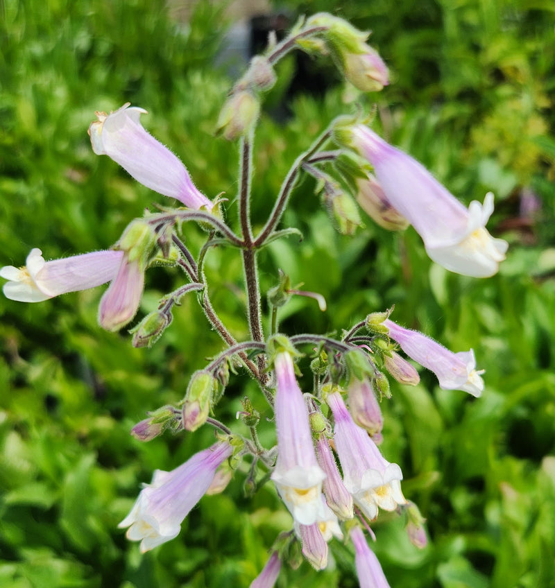 Penstemon hirsutus 