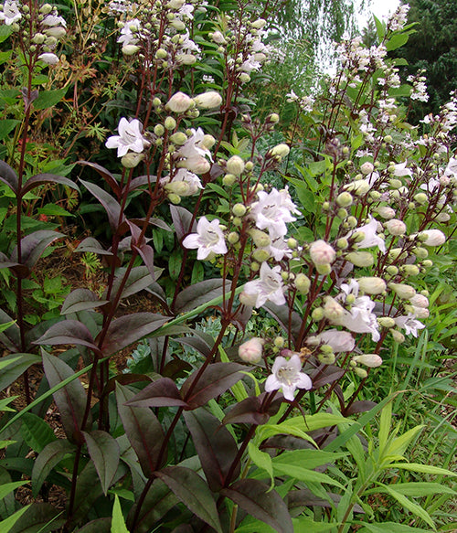 Penstemon digitalis Husker Red 