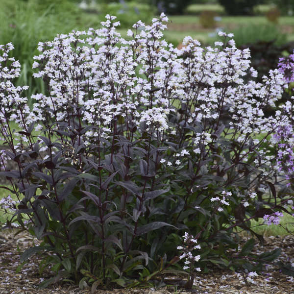 Penstemon Onyx and Pearls 