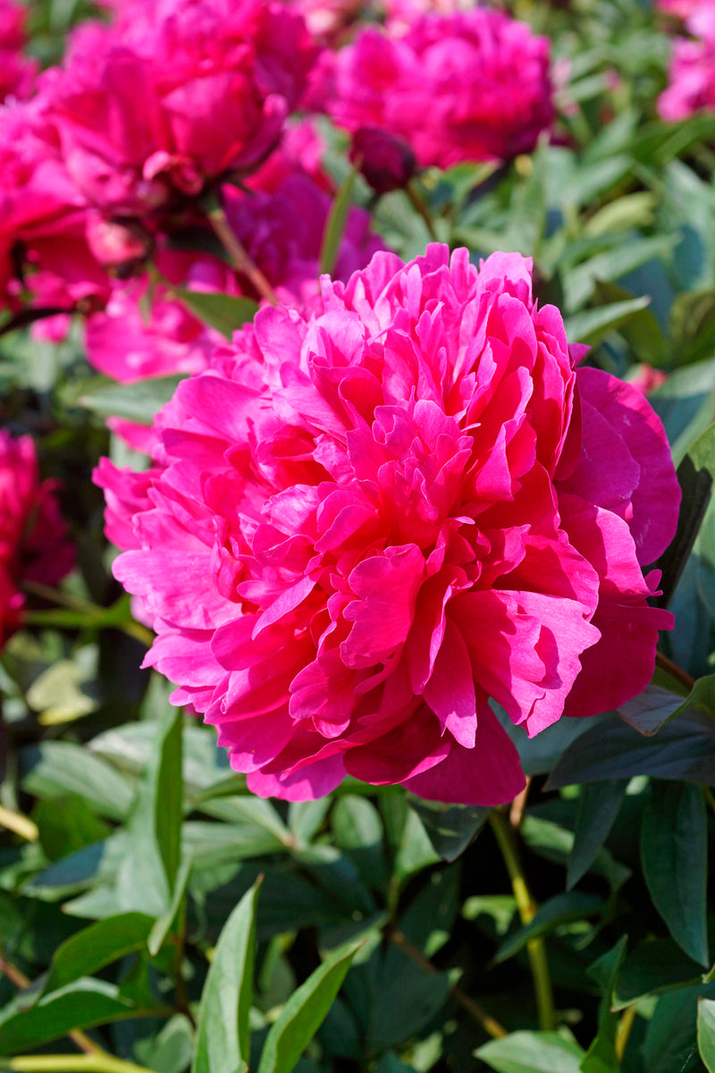 Paeonia Kansas 