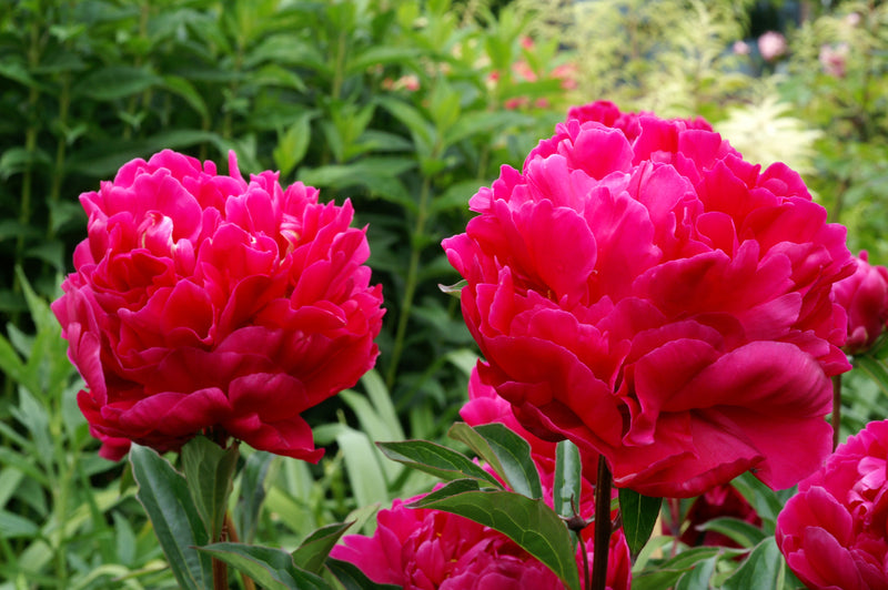 Paeonia Karl Rosenfield 