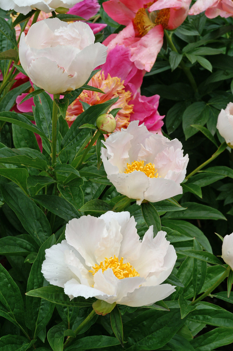 Paeonia Krinkled White 