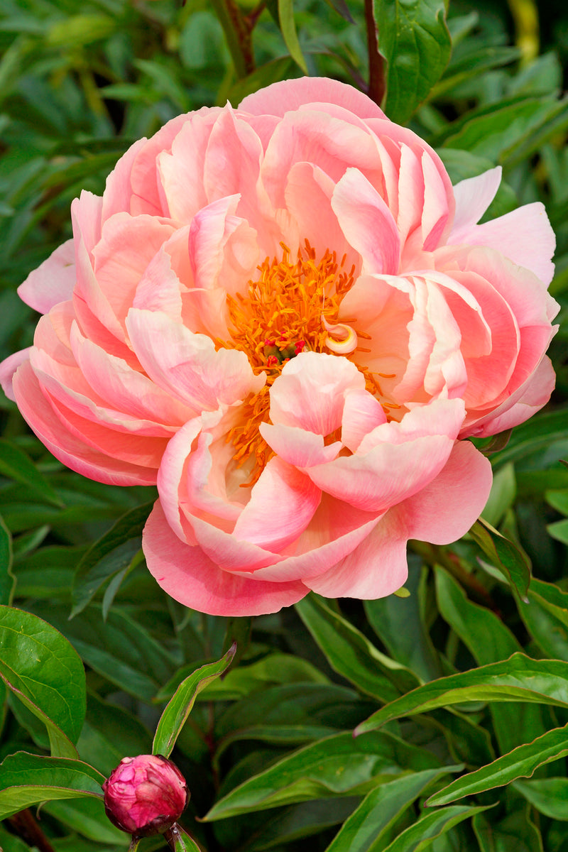 Paeonia Pink Hawaiian Coral 