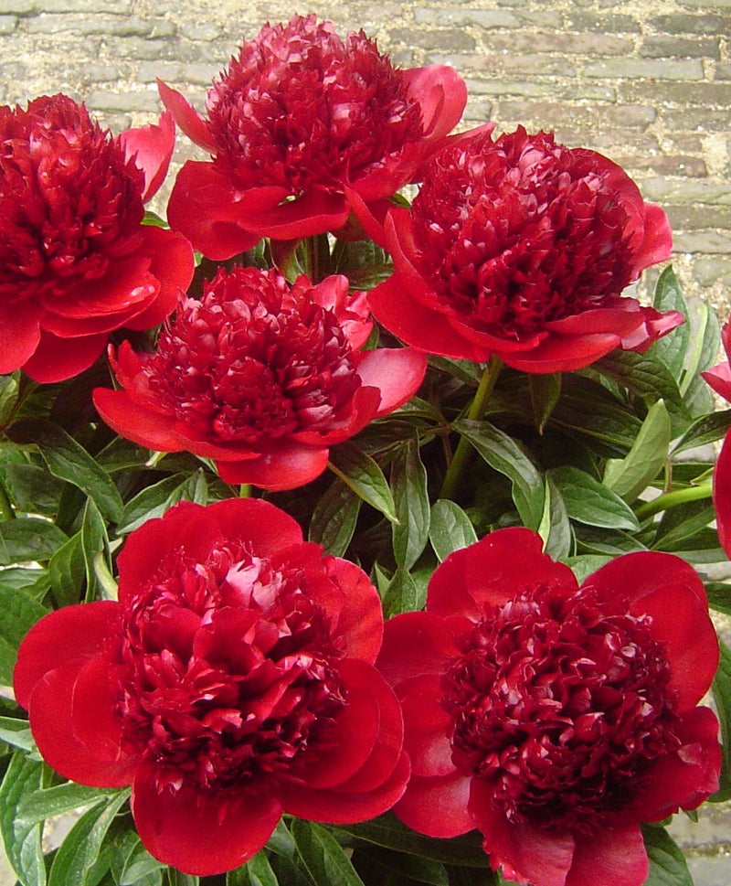 Paeonia Red Charm 