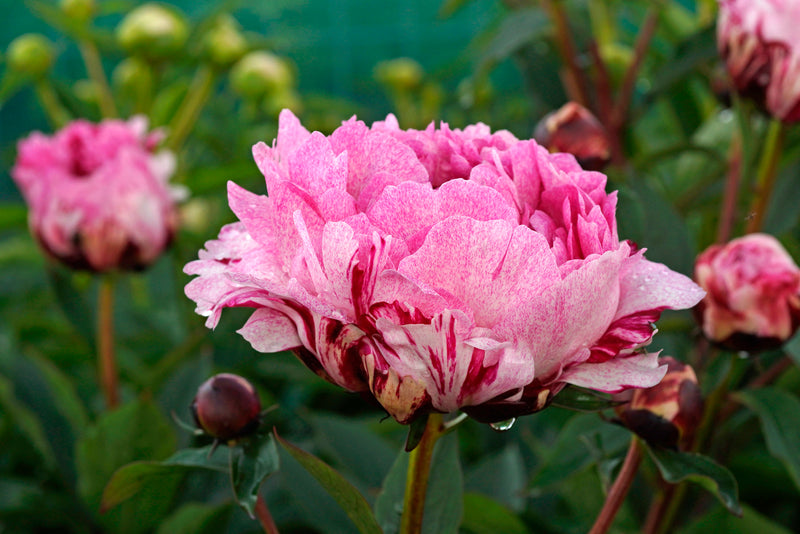 Paeonia The Fawn 