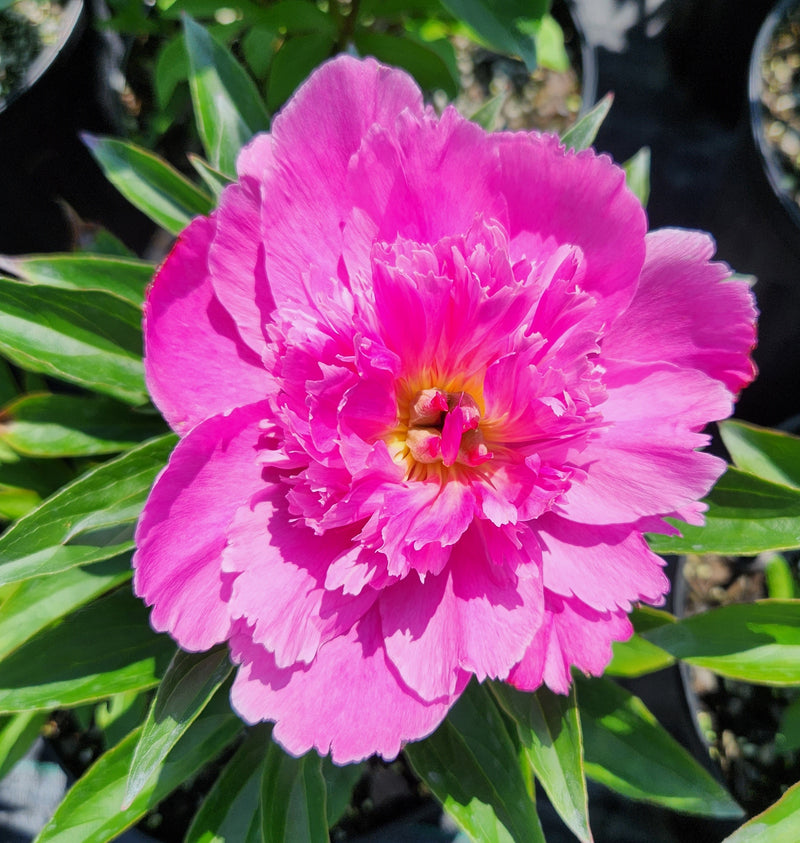 Paeonia Bouquet Perfect 