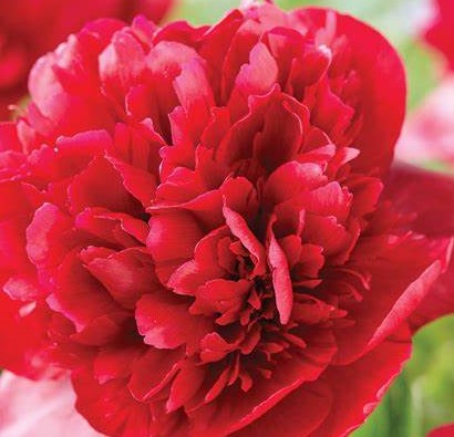 Paeonia Christmas Velvet 