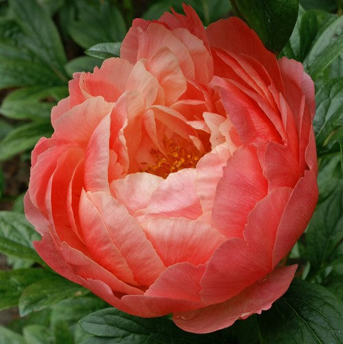 Paeonia Coral Charm 
