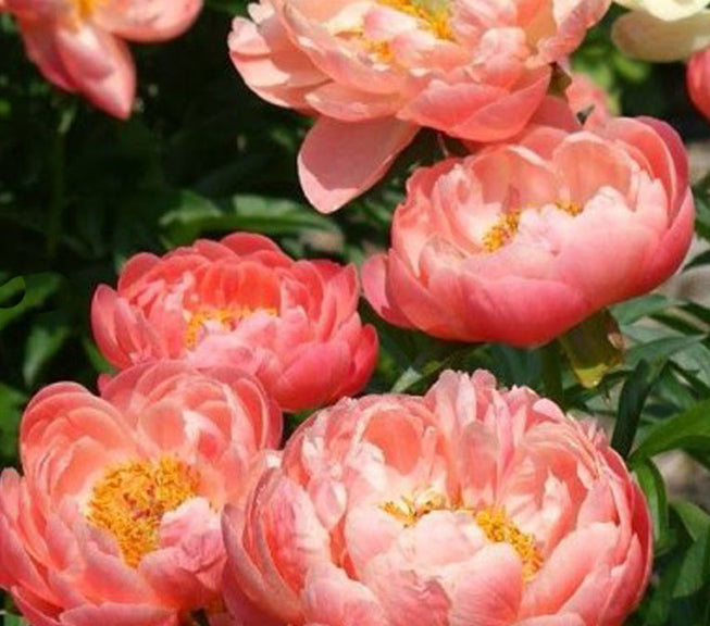 Paeonia Coral Sunset 