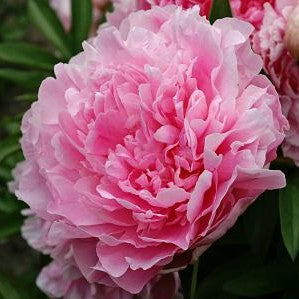 Paeonia Jacorma 