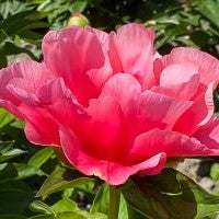 Paeonia Lovely Rose 