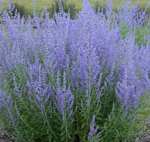 Perovskia atriplicifolia 1 qt