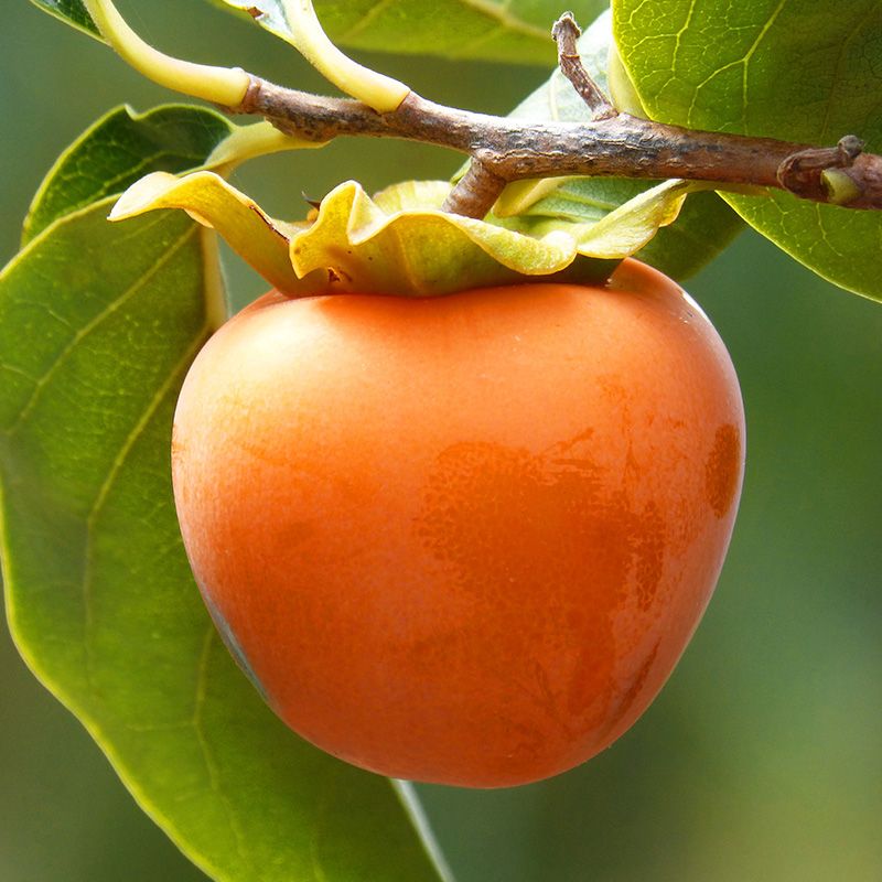 Fruit-Persimmon-Hachiya 