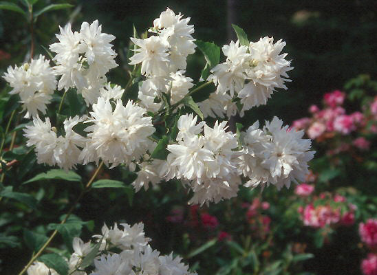 Philadelphus Buckley&