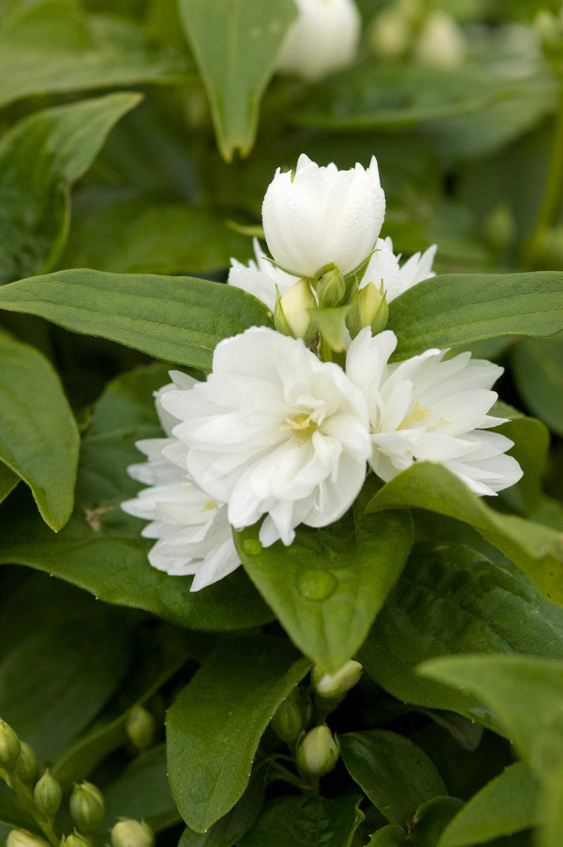 Philadelphus Miniature Snowflake 