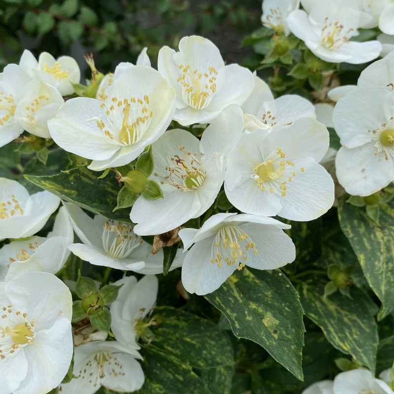 Philadelphus Illuminate Sparks 