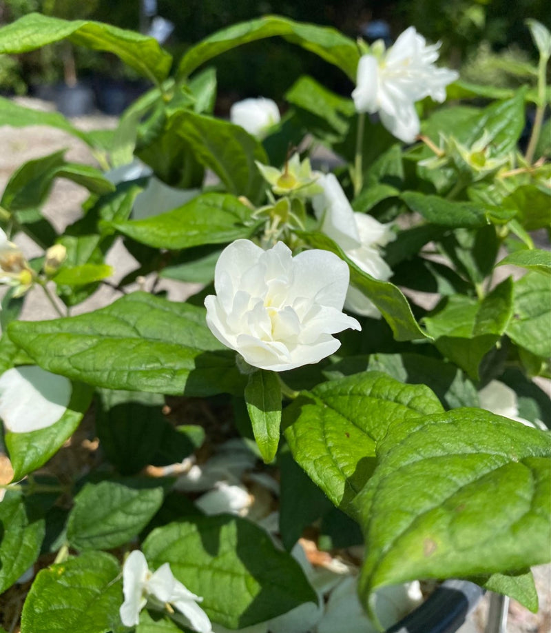 Philadelphus Illuminati Arch 