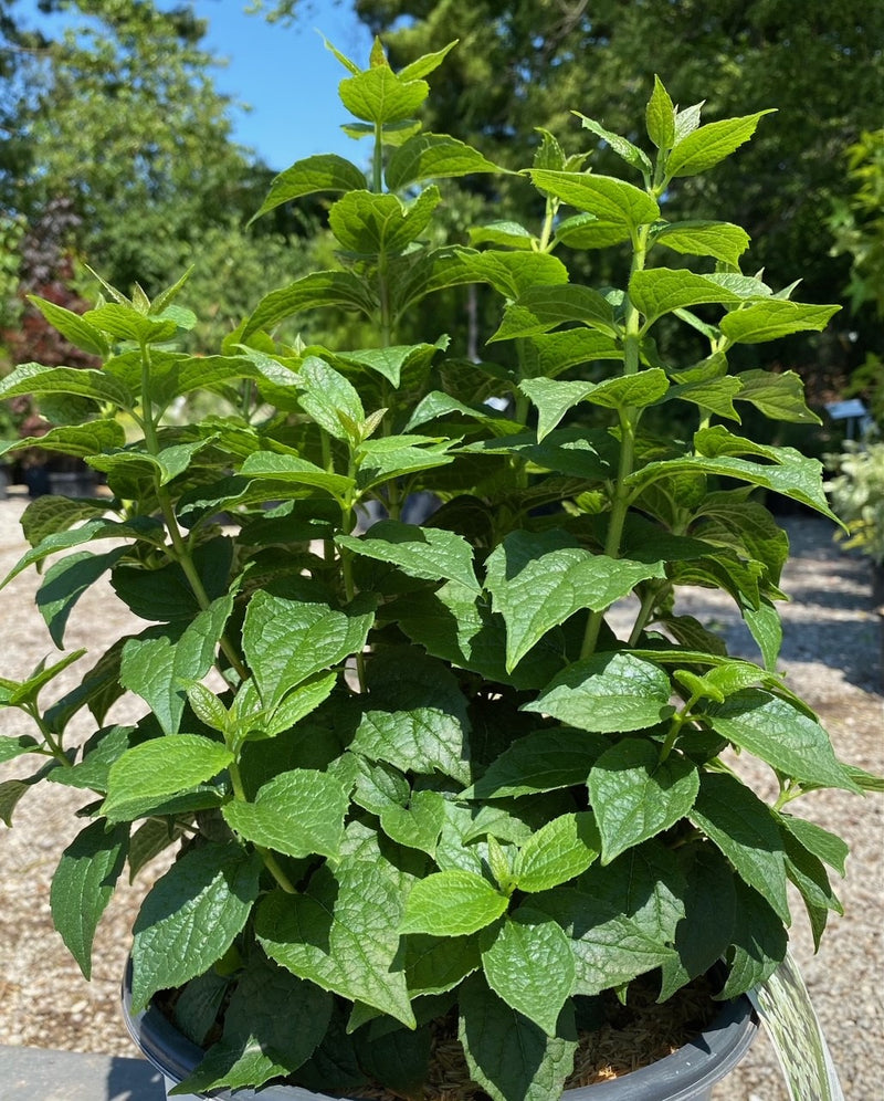 Philadelphus Illuminati Tower 