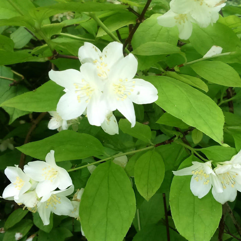 Philadelphus coronarius 